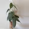 plant/3” Scindapsus Silver Sierra-2-thumbnail