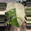 plant/PL462: Monstera Albo FRESH IMPORT ships this week-1-thumbnail