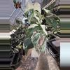plant/PL461: Monstera Albo FRESH IMPORT ships this week-1-thumbnail
