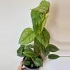 plant/6” Philodendron Sodiroi Totem-1-thumbnail