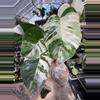 plant/PL462: Monstera Albo FRESH IMPORT ships this week-0-thumbnail