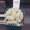 plant/Mammillaria Perbella Cristata Brain H58 in 3.25"-0-thumbnail