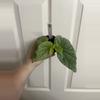 plant/Begonia Sinbad Pink-0-thumbnail
