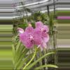 plant/Vanda Orchid (purple)-0-thumbnail