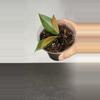 plant/Hoya sp. Ambon-0-thumbnail