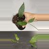 plant/Hoya sp Limau-0-thumbnail