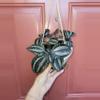 plant/Pilea Pan Am 5" hanging basket-1-thumbnail