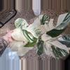 plant/PL457: Monstera Albo FRESH IMPORT ships this week-0-thumbnail