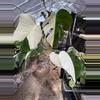 plant/PL463: Monstera Albo FRESH IMPORT ships this week-0-thumbnail