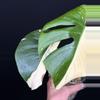 plant/🌿MONSTERA MILKY WAY-5-thumbnail