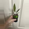 plant/Philodendron Pluto-1-thumbnail