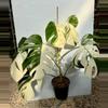 plant/PL174: Monstera Albo-0-thumbnail