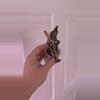 plant/Alocasia Pink K Nobilis offshoot-1-thumbnail
