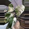 plant/PL459: Monstera Albo FRESH IMPORT ships this week-0-thumbnail