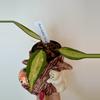 plant/Vintage Halloween Ceramic Planter-1-thumbnail