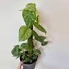 plant/6” Philodendron Sodiroi Totem-0-thumbnail