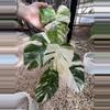plant/PL458: Monstera Albo FRESH IMPORT ships this week-0-thumbnail
