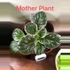 plant/Harmony’s Hunters Elk Ivory AV-2-thumbnail