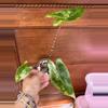 plant/Alocasia Zebrina Variegated-2-thumbnail