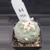 plant/Turbinicarpus Schmeidickianus in 2.7" pot H54-0-thumbnail