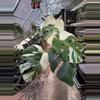 plant/PL461: Monstera Albo FRESH IMPORT ships this week-0-thumbnail