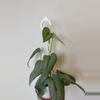 plant/3” Scindapsus Silver Sierra-4-thumbnail
