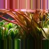 plant/Red Jungle Vallisneria Submersed -0-thumbnail