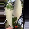 plant/Alocasia Macrorrhiza Albo corm A-0-thumbnail