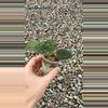 plant/Scindapsus pictus “Satin Pothos” Cuttings Small Cup-1-thumbnail