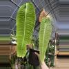 plant/XXL Anthurium Veitchii Super Narrow!!-0-thumbnail