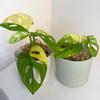 plant/4” Monstera Adansonii Aurea-1-thumbnail