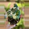 plant/3” Alocasia Maharani Albo-0-thumbnail