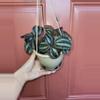 plant/Pilea Pan Am 5" hanging basket-2-thumbnail