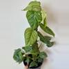 plant/6” Philodendron Sodiroi Totem-2-thumbnail