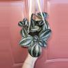 plant/Pilea Pan Am 5" hanging basket-0-thumbnail
