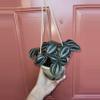 plant/Pilea Pan Am 5" hanging basket-3-thumbnail