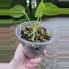 plant/Blister Variegated Anthurium Forgetii-1-thumbnail