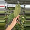 plant/Seed grown anthurium legend x Warocqueanum starter plant growers choice-3-thumbnail