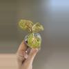 plant/260 Anglaonema Donna Carmen-1-thumbnail