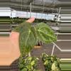 plant/Seed grown anthurium forth Sherman x guna yala starter plant growers choice-2-thumbnail