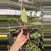 plant/Seed grown anthurium portillae x Warocqueanum starter plant growers choice-7-thumbnail