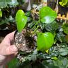 plant/Lemon Top Pothos-0-thumbnail