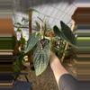 plant/Large Anthurium Luxurians-0-thumbnail