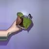 plant/FRESH BOTTOM CUT OF THE PLANT PICTURED CAN BE DONE UPON BUY- Var Red Spider SELF-1-thumbnail