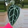 plant/Anthurium Pink Lemonade s1 (Directly from SKG Gardens)-2-thumbnail