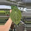 plant/Seed grown anthurium darkest panama (Goliath) x blue papillilaminum starter plan-5-thumbnail