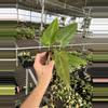 plant/Seed grown anthurium portillae x Warocqueanum starter plant growers choice-4-thumbnail