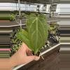 plant/Seed grown anthurium green mamba x Hoffmanii starter plant growers choice-2-thumbnail