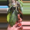 plant/True Black cat not reg callistophylla-0-thumbnail