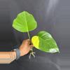plant/Monstera Aurea (low variegation)-0-thumbnail